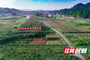 湘农荟·一村一品丨新邵县中潭村特征猕猴桃脱贫黄金果