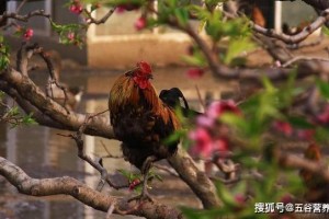 鸡身上最脏的器官可谓藏毒大户特别第三个忍住便是赢