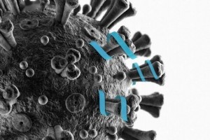 SARS-CoV-2想侵略人体新肽不同意