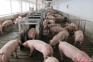 重庆云阳发作非洲猪瘟疫情现在疫情已处置结束正在查询中