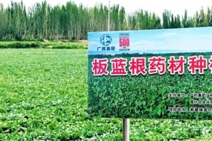 广药集团在新疆喀什再建白云山板蓝根GAP种植基地